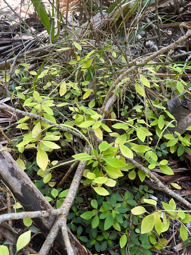Peperomia humilis