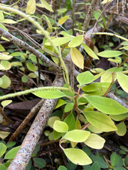 author not stated, no rights reserved Peperomia humilis, photograph author not stated, no rights reserved