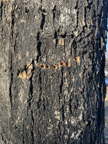 Yellow-bellied Sapsucker observed by vilseskog