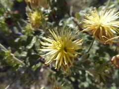 Clematis millefoliolata