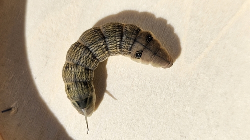 Hippotion celerio