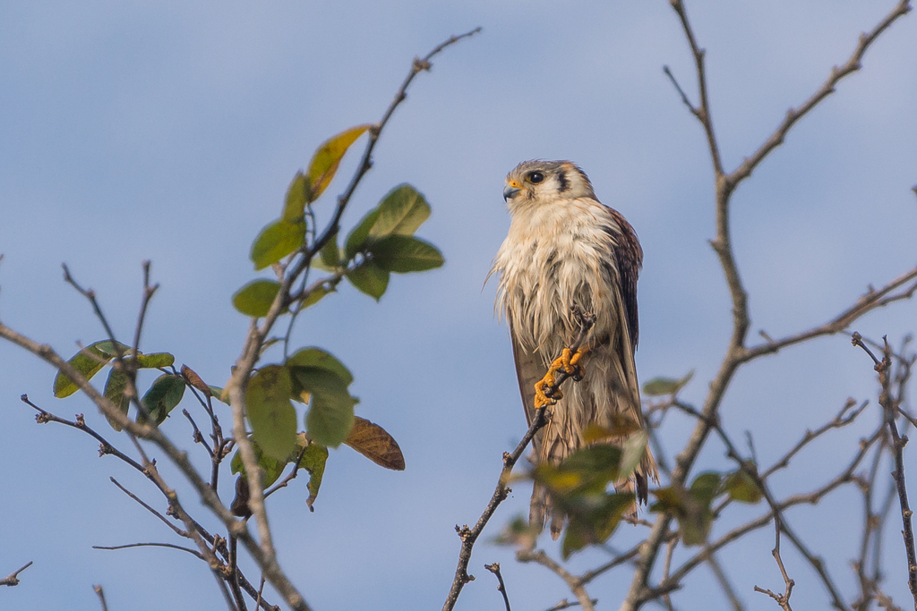 Long-legged Kestrel