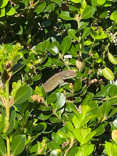 Anole