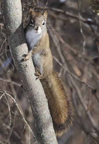 American Red Squirrel observed by addylong