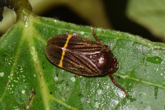 Maxantonia