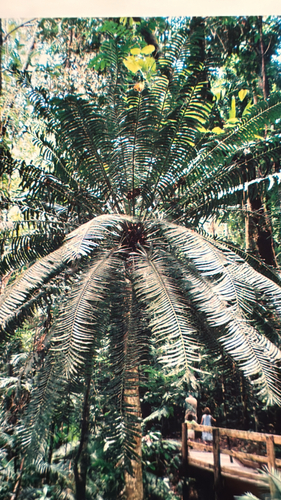 Hope's cycad (Lepidozamia hopei)