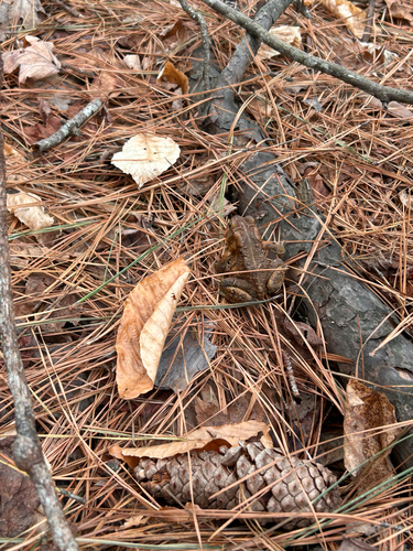 American Toad observed by grluba