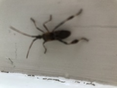 Leptoglossus clypealis