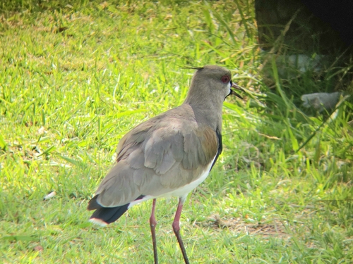 Southern Lapwing (lampronotus)