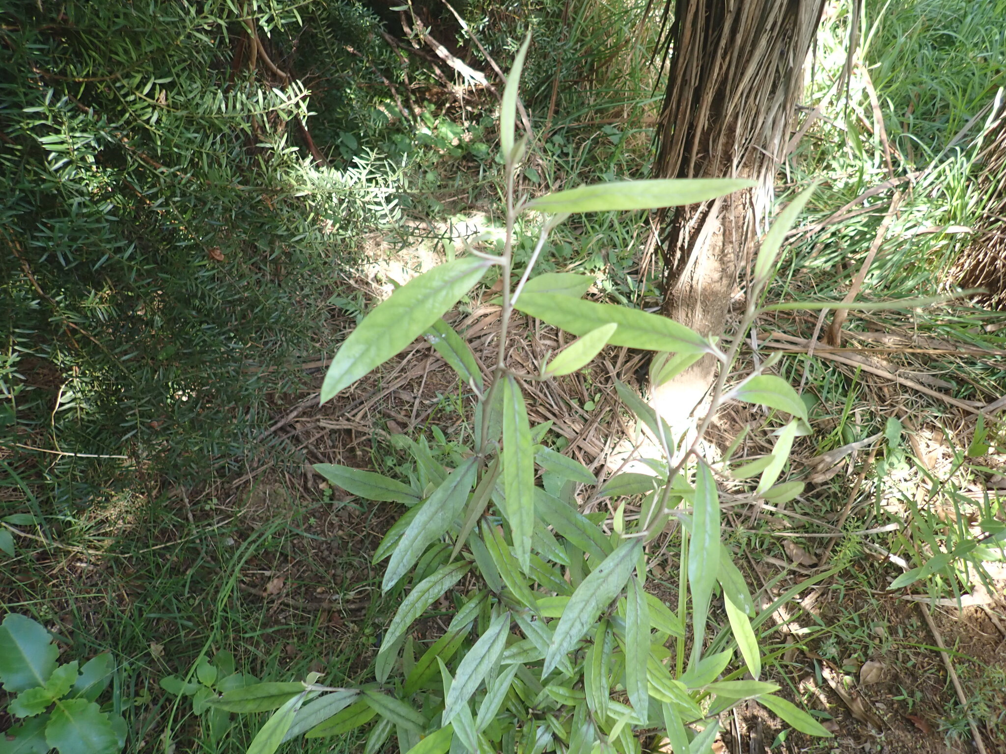 Korokio (Corokia buddleioides)