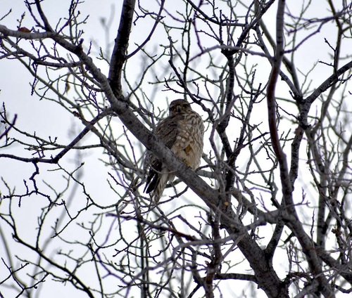 Merlin observed by trees_sing