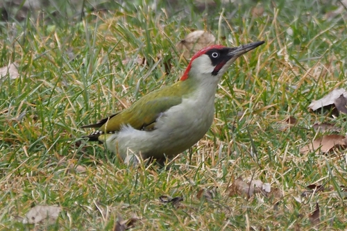 European Green Woodpecker