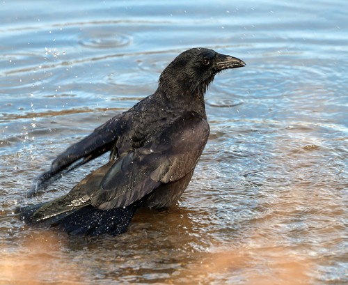 American Crow