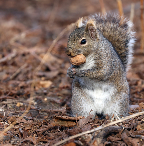 Eastern Gray Squirrel