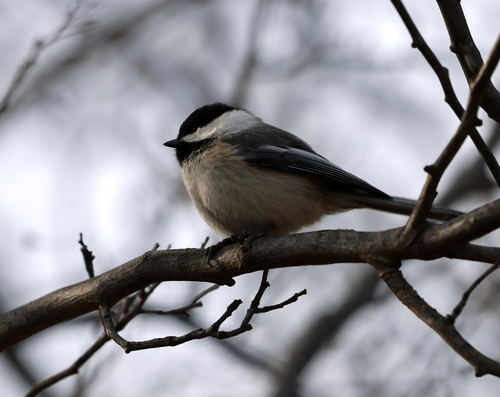 Black-capped Chickadee
