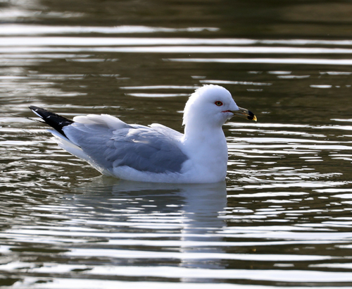 Ring-billed Gull