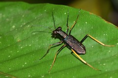 Odontocheila cayennensis