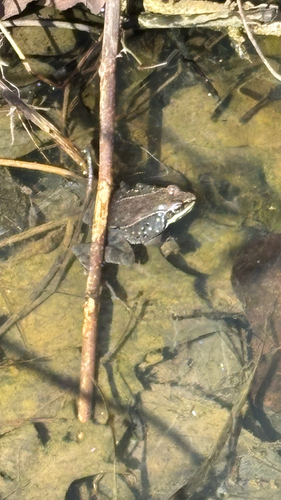 Wood Frog observed by dwraybuck