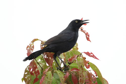Nicaraguan Grackle (Quiscalus nicaraguensis), photo 9