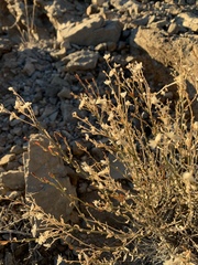 Menodora