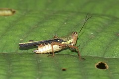 Scaria