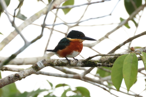 American Pygmy Kingfisher (Chloroceryle aenea), photo 10