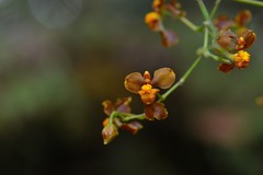 Cyrtochilum flexuosum