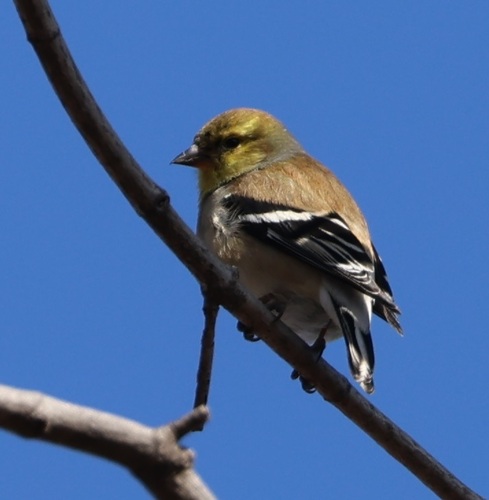 American Goldfinch observed by kindjay