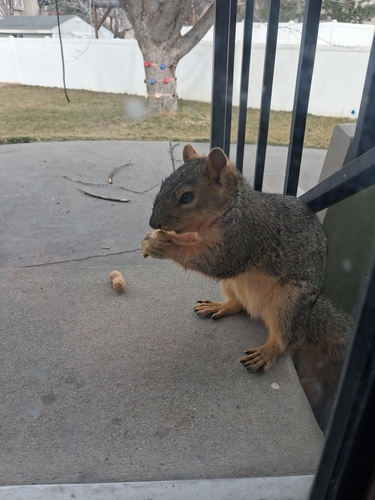 Eastern Fox Squirrel observed by caleb48912