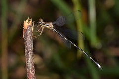 Platystictidae
