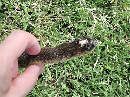 Brown Musurana