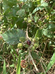 Rubus constrictus