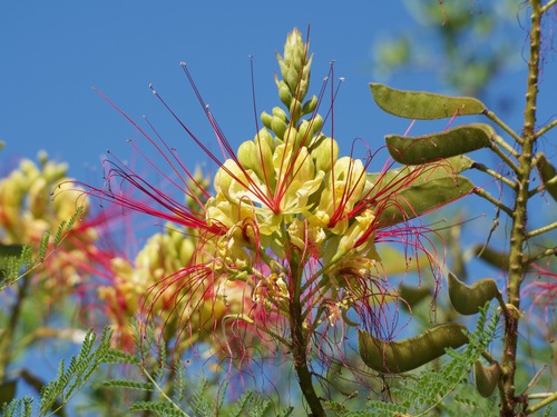 yellow bird-of-paradise shrub