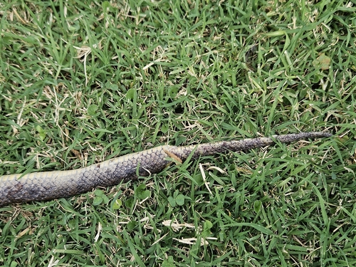 Brown Musurana
