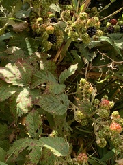 Rubus constrictus