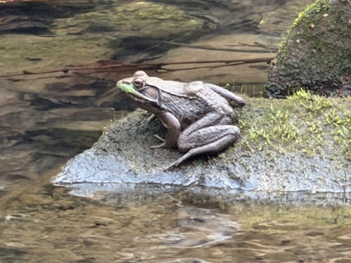 Green Frog observed by skylark12