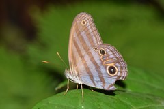 Chloreuptychia chlorimene