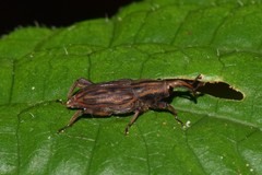 Paramasius distortus