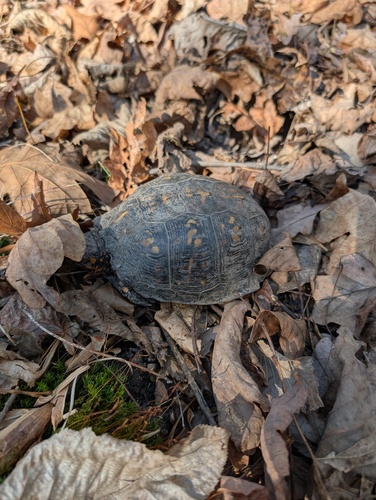 Eastern Box Turtle observed by evanoco