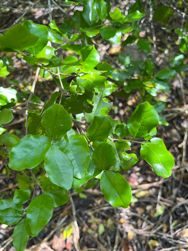 Krugiodendron (Krugiodendron ferreum)