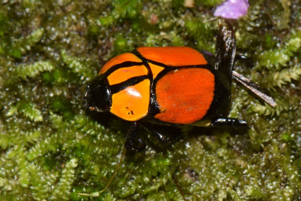 Rutela heraldica