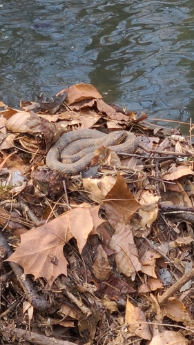 Midland Watersnake observed by aethyboi