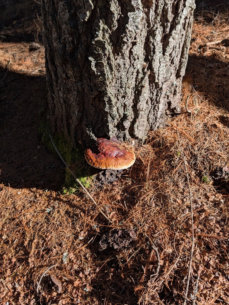 Fomitopsis mounceae · March 2026 · photo: © catshaped (iNaturalist, cc-by)