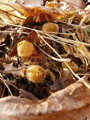 Calostoma ravenelii microsporum