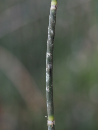 Flechtenschlauchpilze