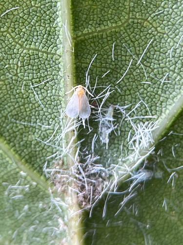 Nesting whitefly
