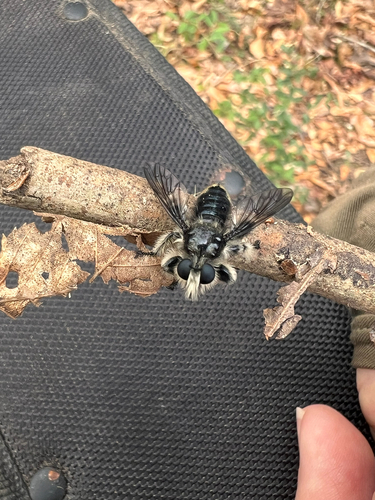 Unknown species found near Montgomery County, US-TX, US