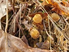 Calostoma ravenelii microsporum