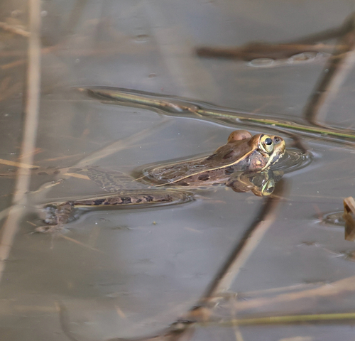 Southern Leopard Frog observed by robvanepps