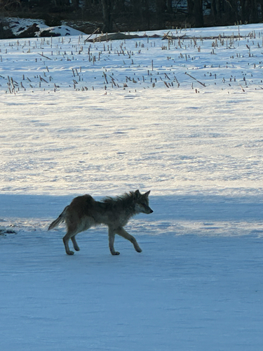 Coyote observed by soundwatch